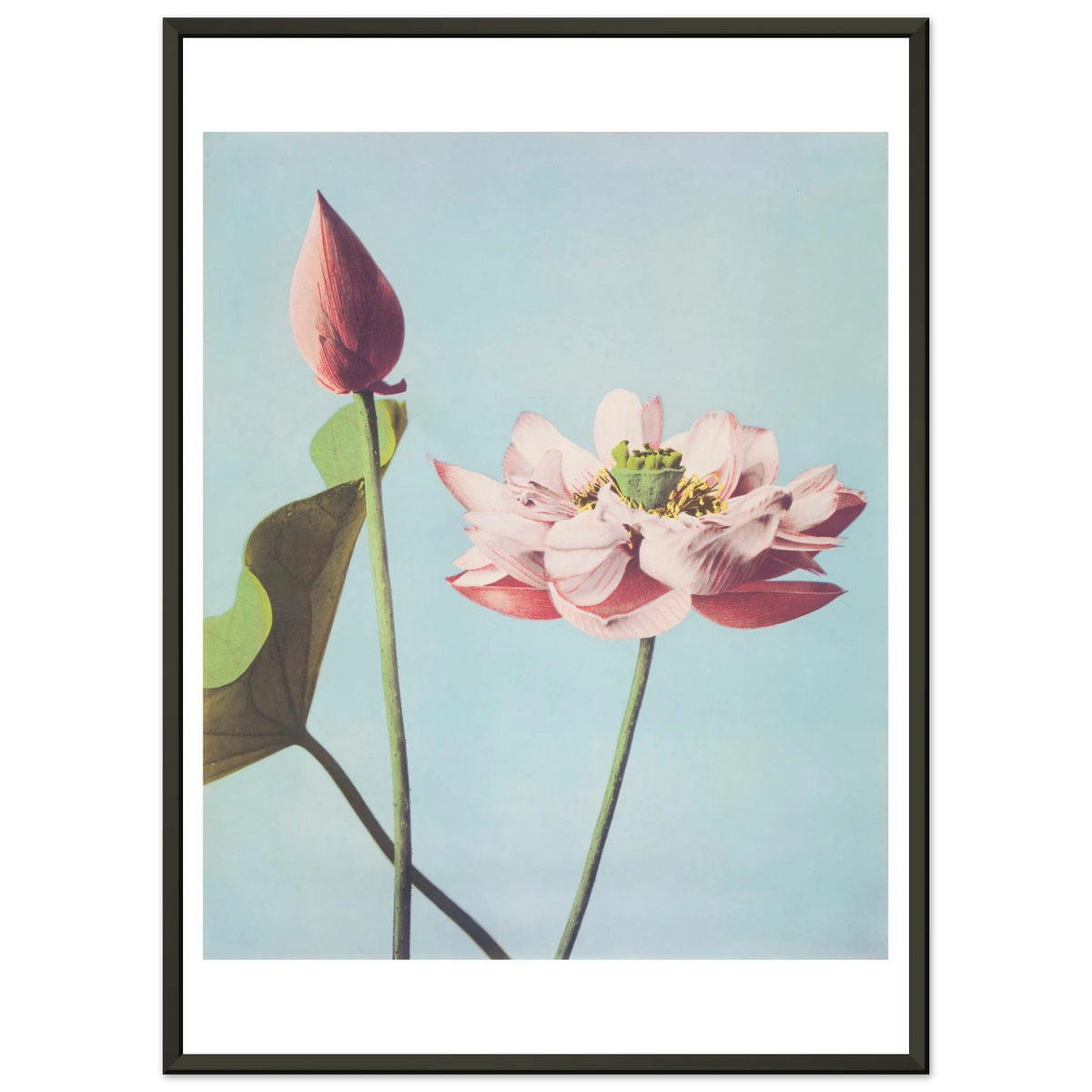 Poster Lotus encadré cadre noir — une fleur de lotus ouverte et un bouton fermé, photographie japonaise ancienne INKONAL