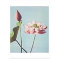 Poster Lotus sans cadre — une fleur de lotus ouverte et un bouton fermé, photographie japonaise ancienne INKONAL