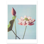 Poster Lotus sans cadre — une fleur de lotus ouverte et un bouton fermé, photographie japonaise ancienne INKONAL