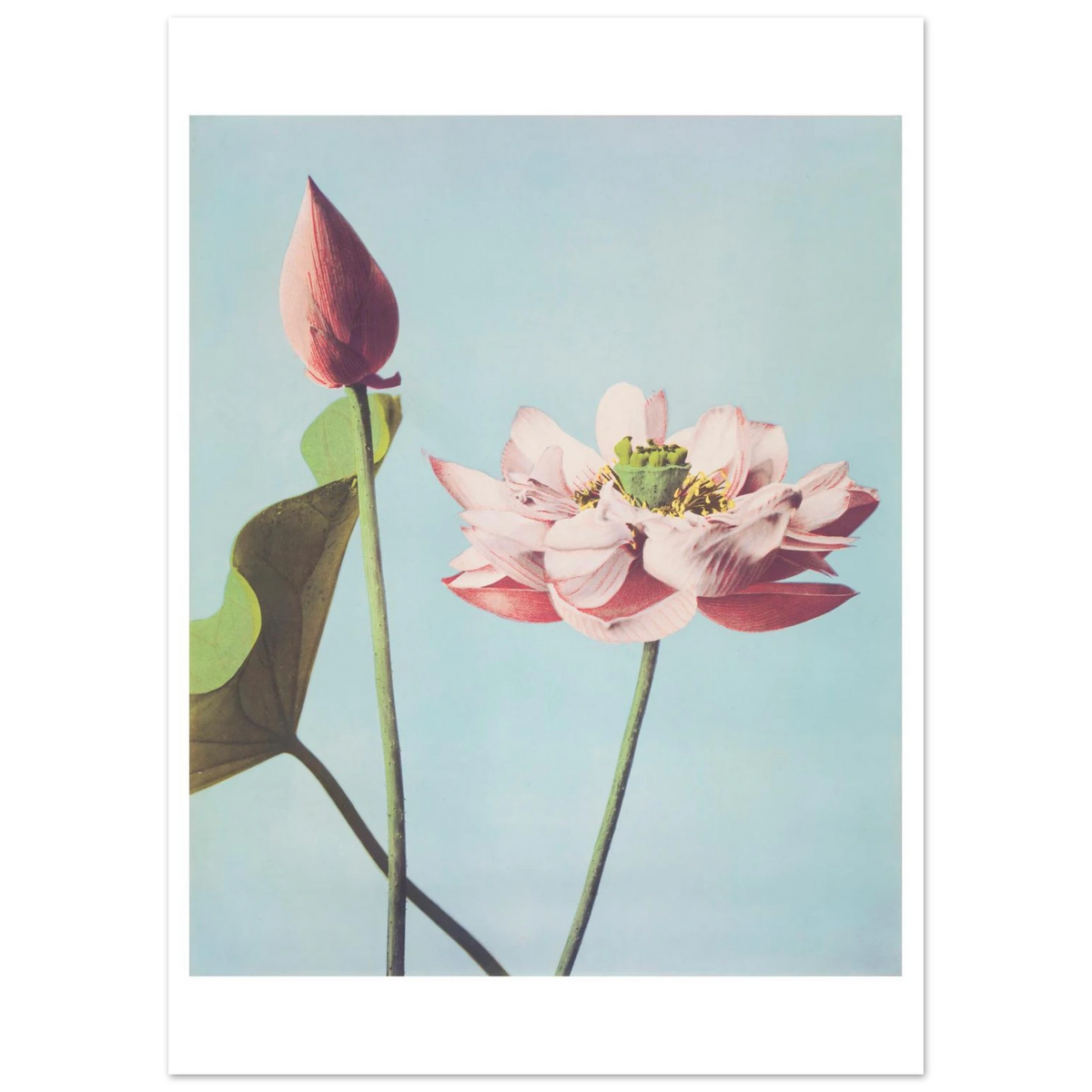 Poster Lotus sans cadre — une fleur de lotus ouverte et un bouton fermé, photographie japonaise ancienne INKONAL