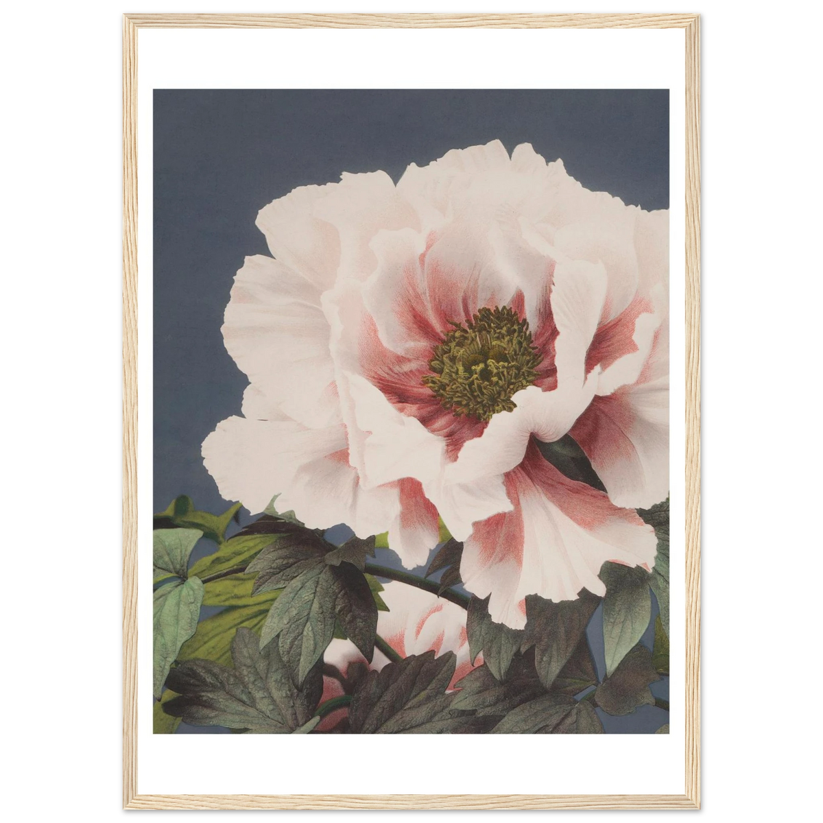 Poster Pivoine encadré cadre bois — une pivoine blanc rosé aux pétales froissés, photographie japonaise ancienne INKONAL