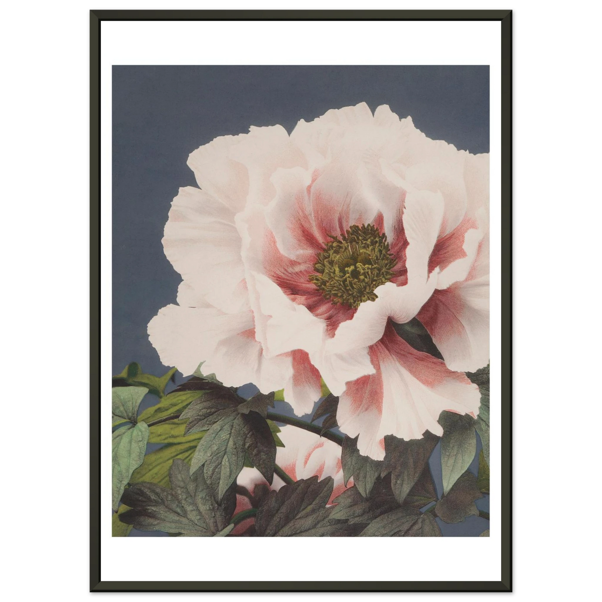 Poster Pivoine encadré cadre noir — une pivoine blanc rosé aux pétales froissés, photographie japonaise ancienne INKONAL