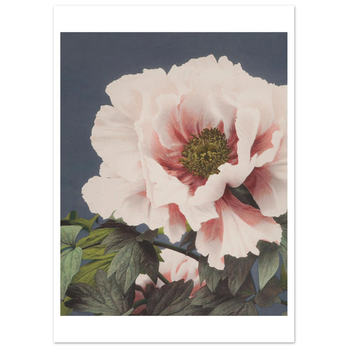 Poster Pivoine sans cadre — une pivoine blanc rosé aux pétales froissés, photographie japonaise ancienne INKONAL