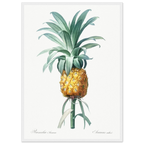 Planche botanique Ananas cultivé — Pierre-Joseph Redouté, tirage cadre blanc | INKONAL