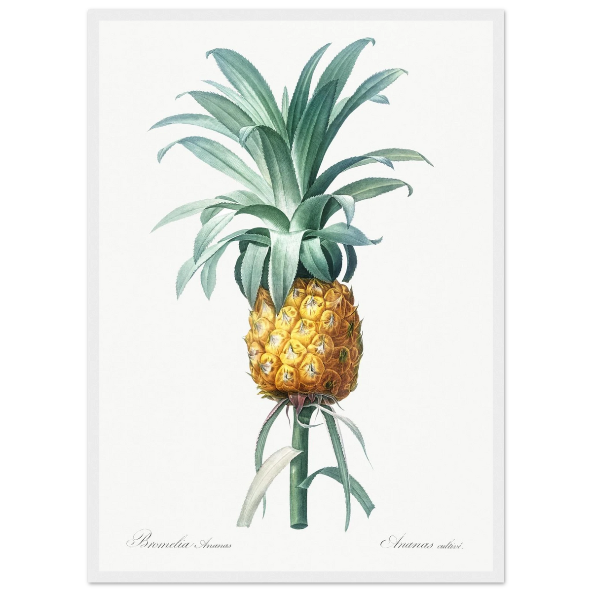 Planche botanique Ananas cultivé — Pierre-Joseph Redouté, tirage cadre blanc | INKONAL