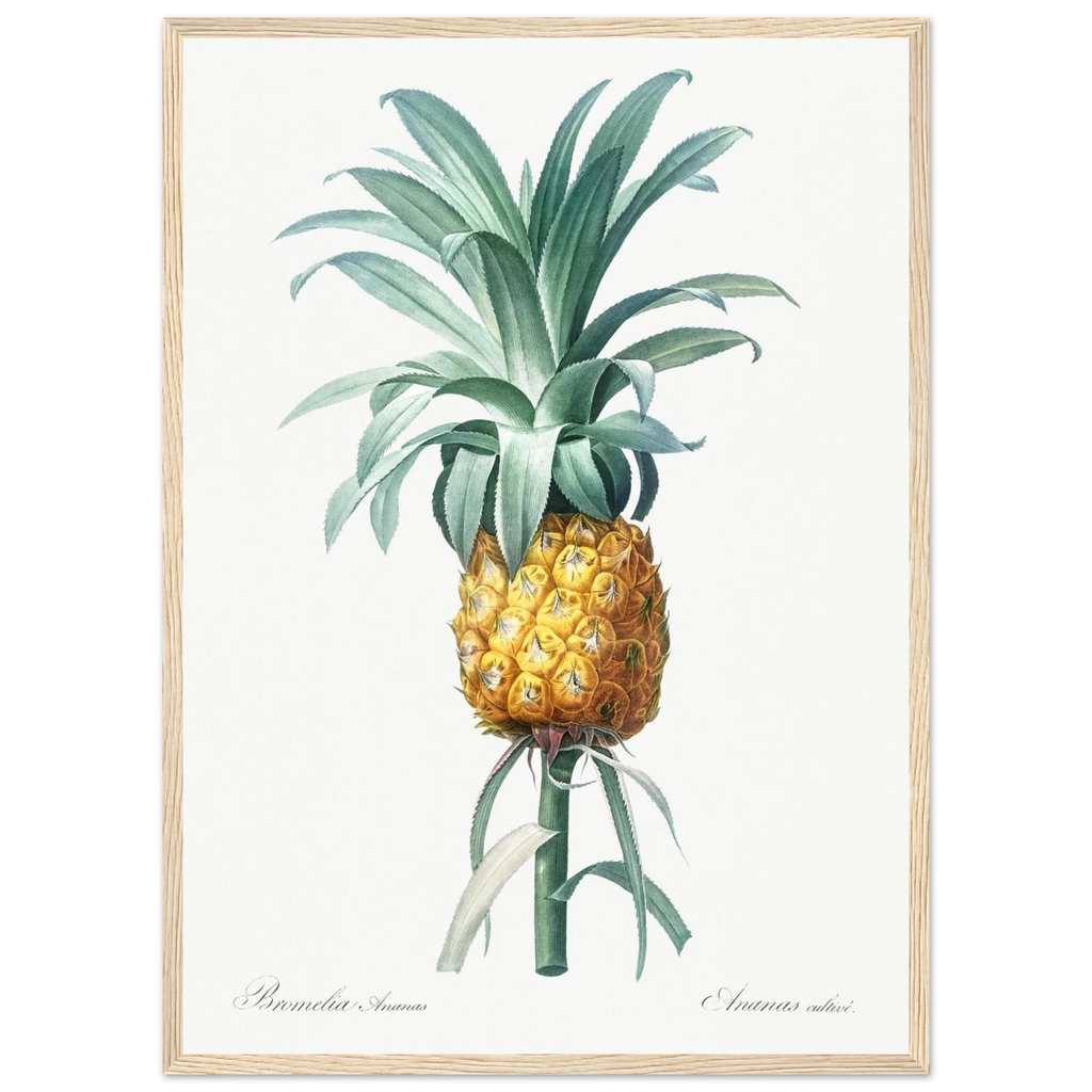 Planche botanique Ananas cultivé — Pierre-Joseph Redouté, tirage cadre bois | INKONAL