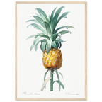 Planche botanique Ananas cultivé — Pierre-Joseph Redouté, tirage cadre bois | INKONAL