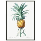 Planche botanique Ananas cultivé — Pierre-Joseph Redouté, tirage cadre noir | INKONAL
