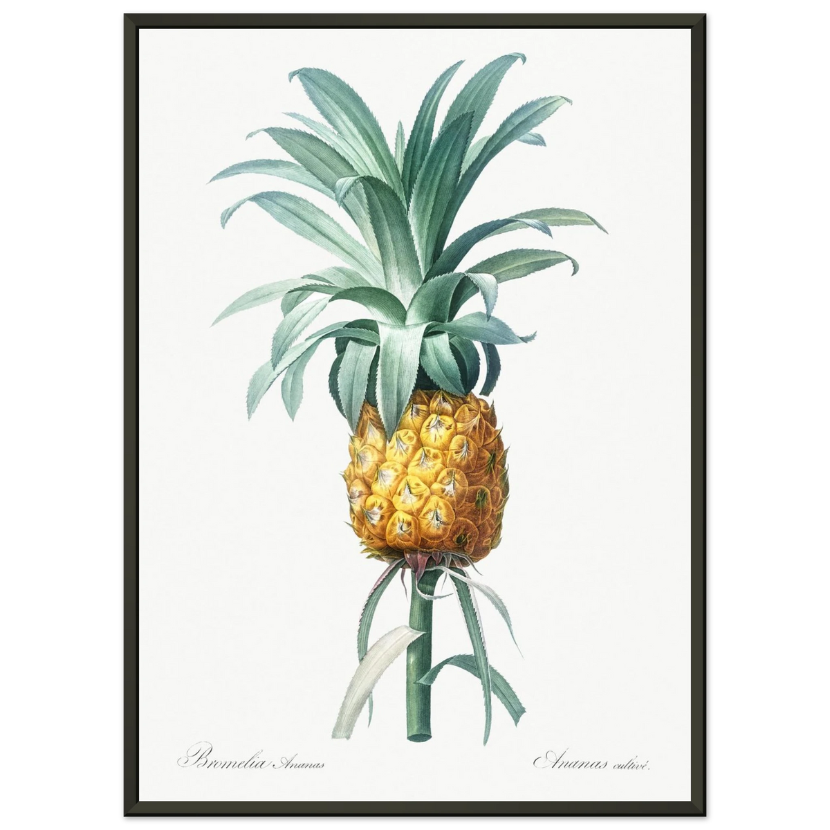 Planche botanique Ananas cultivé — Pierre-Joseph Redouté, tirage cadre noir | INKONAL