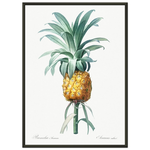 Planche botanique Ananas cultivé — Pierre-Joseph Redouté, tirage cadre noir | INKONAL