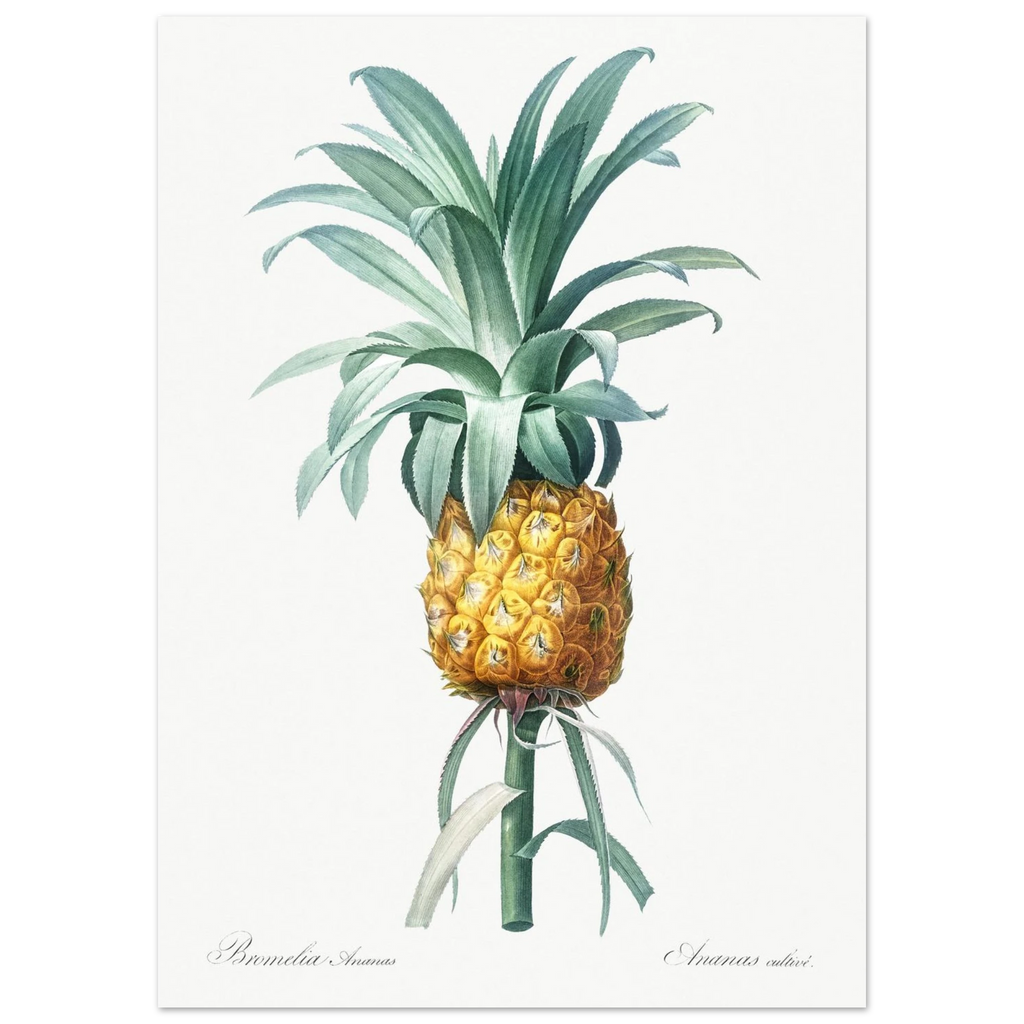 Planche botanique Ananas cultivé — Pierre-Joseph Redouté, tirage sans cadre | INKONAL