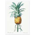 Planche botanique Ananas cultivé — Pierre-Joseph Redouté, tirage sans cadre | INKONAL