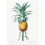 Planche botanique Ananas cultivé — Pierre-Joseph Redouté, tirage sans cadre | INKONAL
