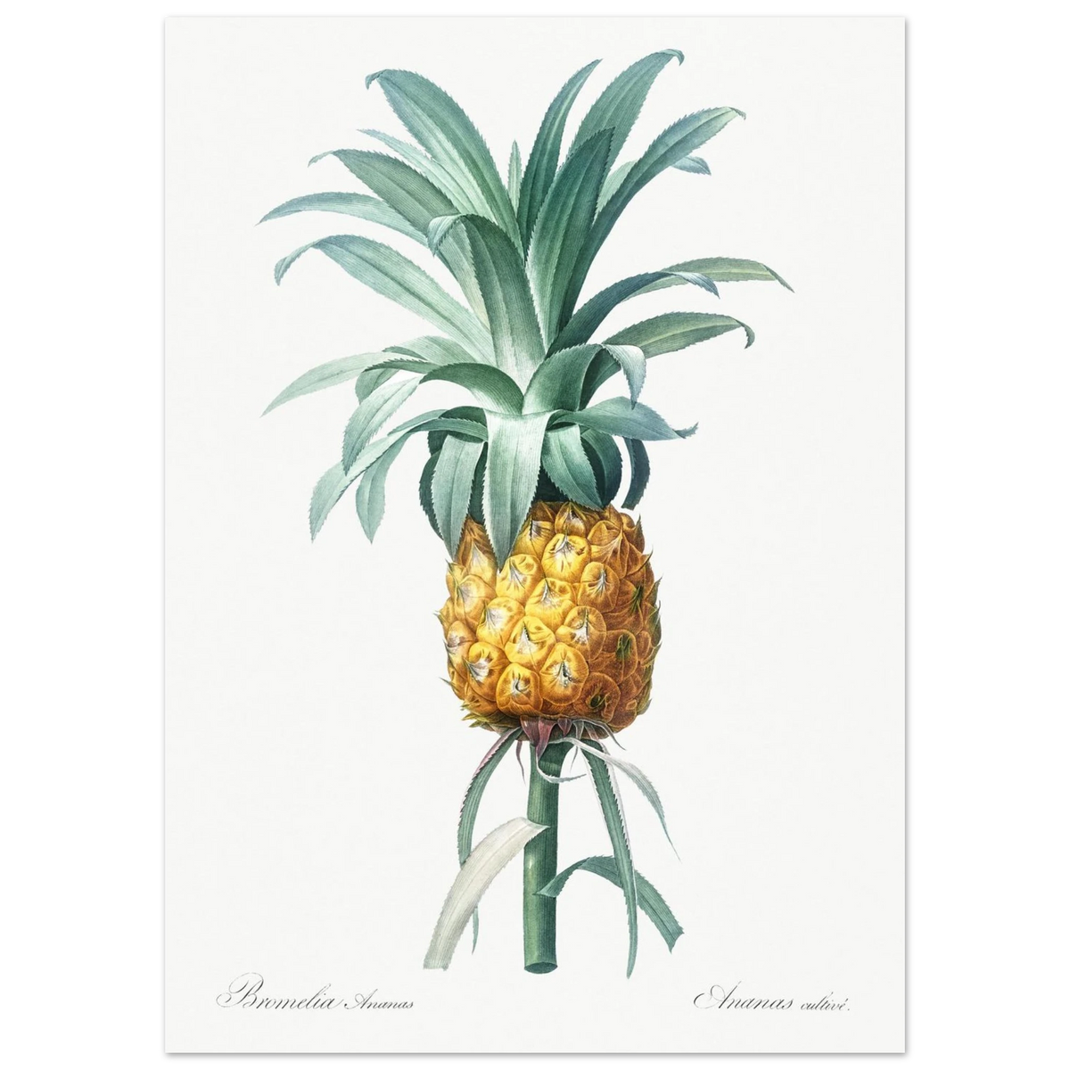 Planche botanique Ananas cultivé — Pierre-Joseph Redouté, tirage sans cadre | INKONAL