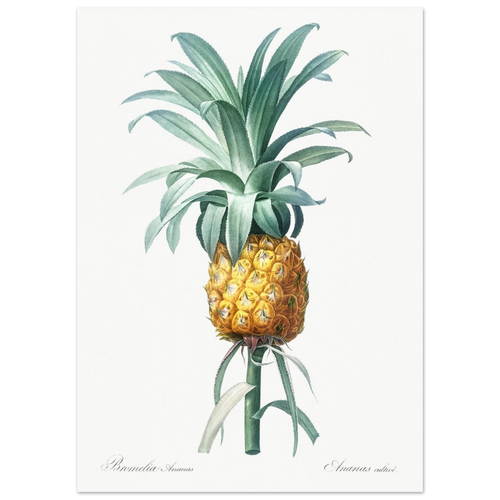 Planche botanique Ananas cultivé — Pierre-Joseph Redouté, tirage sans cadre | INKONAL