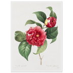 Planche botanique Camélia panaché — Pierre-Joseph Redouté, tirage cadre blanc | INKONAL