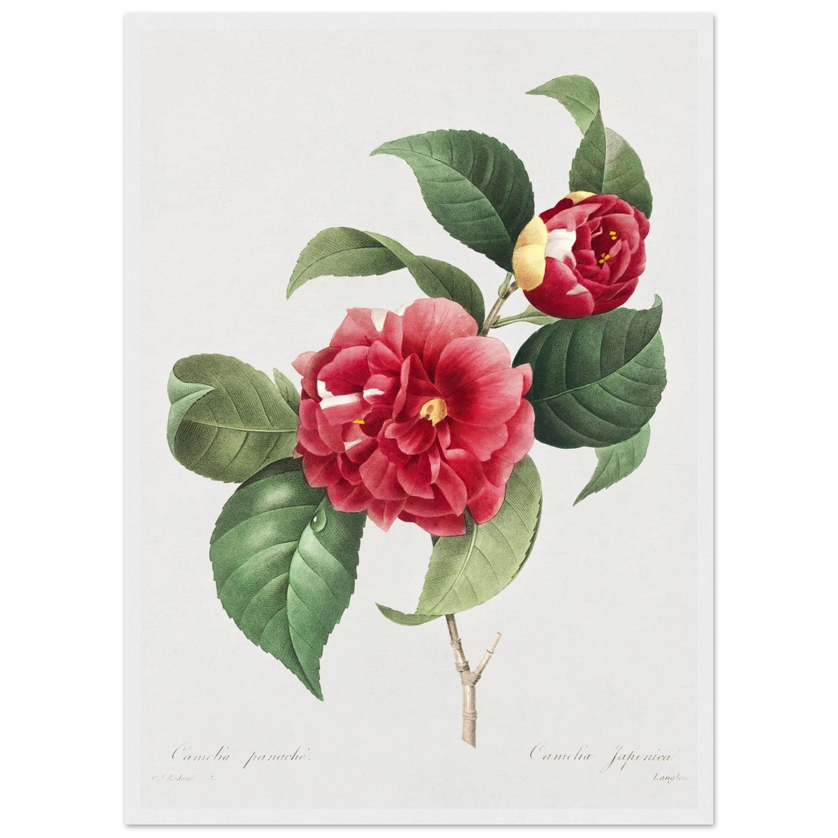 Planche botanique Camélia panaché — Pierre-Joseph Redouté, tirage cadre blanc | INKONAL