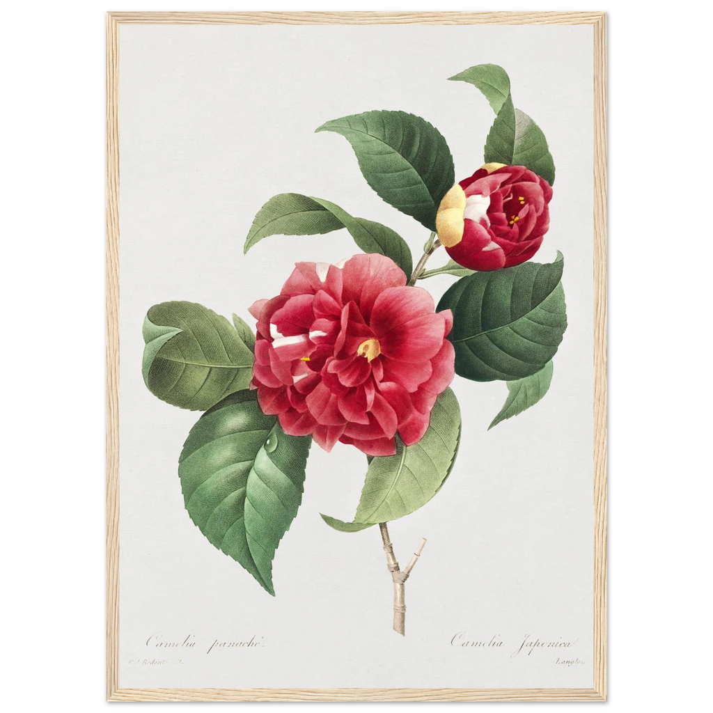 Planche botanique Camélia panaché — Pierre-Joseph Redouté, tirage cadre bois | INKONAL