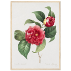 Planche botanique Camélia panaché — Pierre-Joseph Redouté, tirage cadre bois | INKONAL