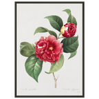 Planche botanique Camélia panaché — Pierre-Joseph Redouté, tirage cadre noir | INKONAL