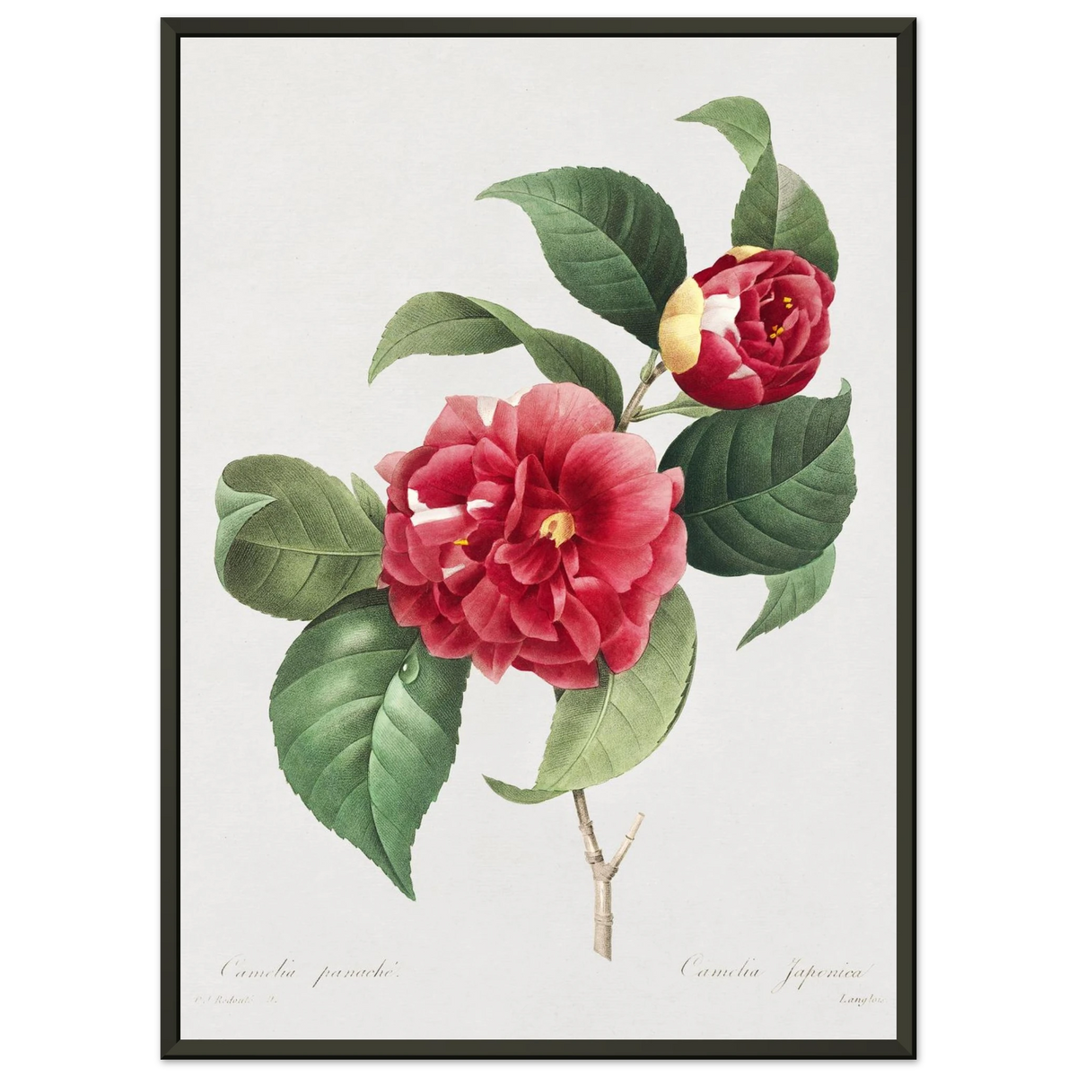 Planche botanique Camélia panaché — Pierre-Joseph Redouté, tirage cadre noir | INKONAL