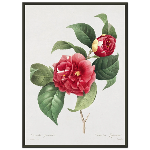 Planche botanique Camélia panaché — Pierre-Joseph Redouté, tirage cadre noir | INKONAL