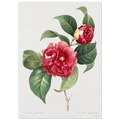 Planche botanique Camélia panaché — Pierre-Joseph Redouté, tirage sans cadre | INKONAL