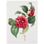 Planche botanique Camélia panaché — Pierre-Joseph Redouté, tirage sans cadre | INKONAL
