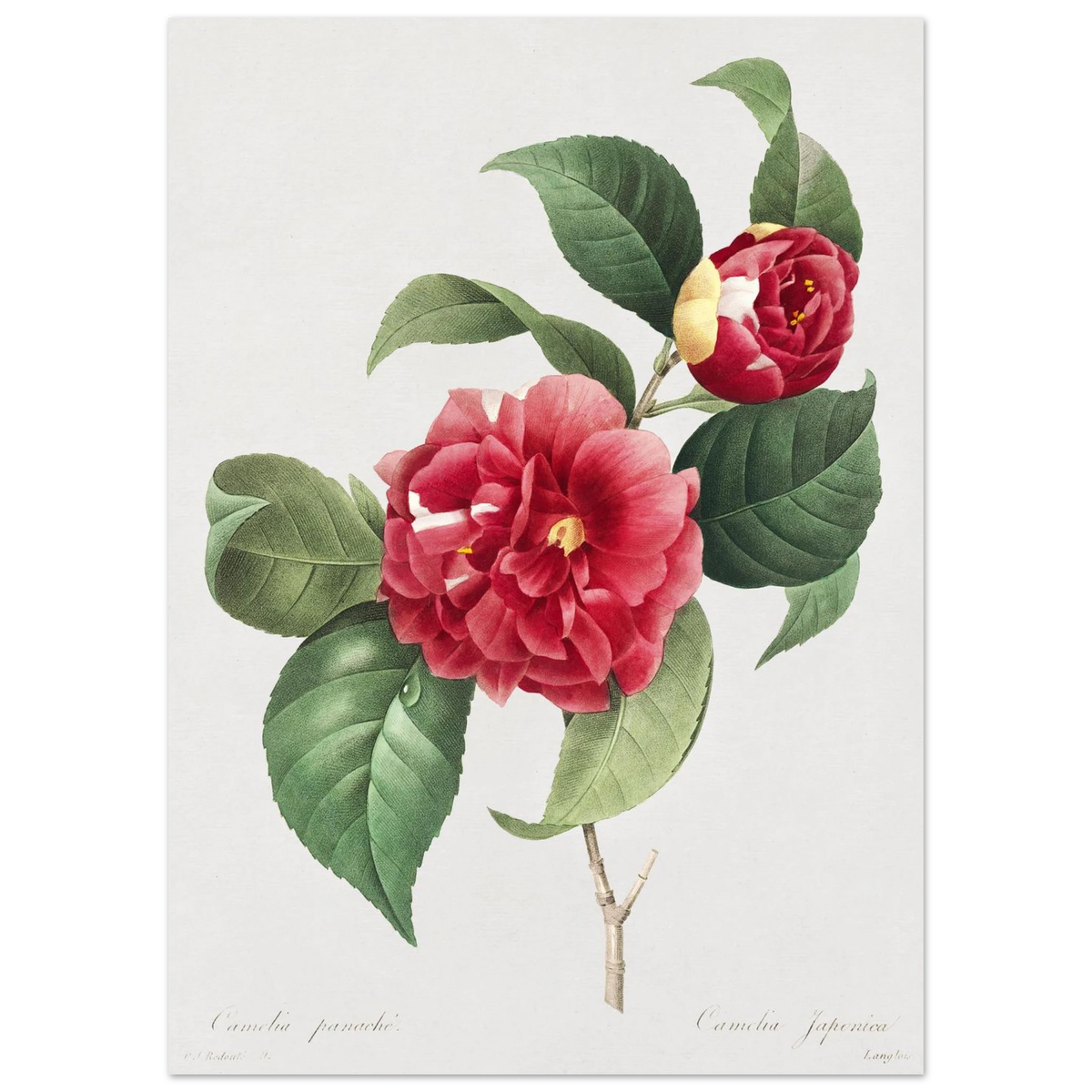 Planche botanique Camélia panaché — Pierre-Joseph Redouté, tirage sans cadre | INKONAL