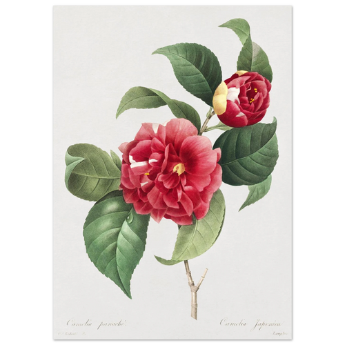 Planche botanique Camélia panaché — Pierre-Joseph Redouté, tirage sans cadre | INKONAL