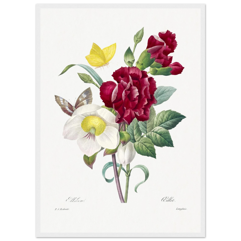 Planche botanique Ellébore et œillet — Pierre-Joseph Redouté, tirage cadre blanc | INKONAL