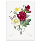 Planche botanique Ellébore et œillet — Pierre-Joseph Redouté, tirage cadre blanc | INKONAL