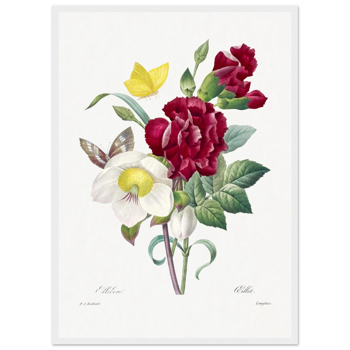 Planche botanique Ellébore et œillet — Pierre-Joseph Redouté, tirage cadre blanc | INKONAL
