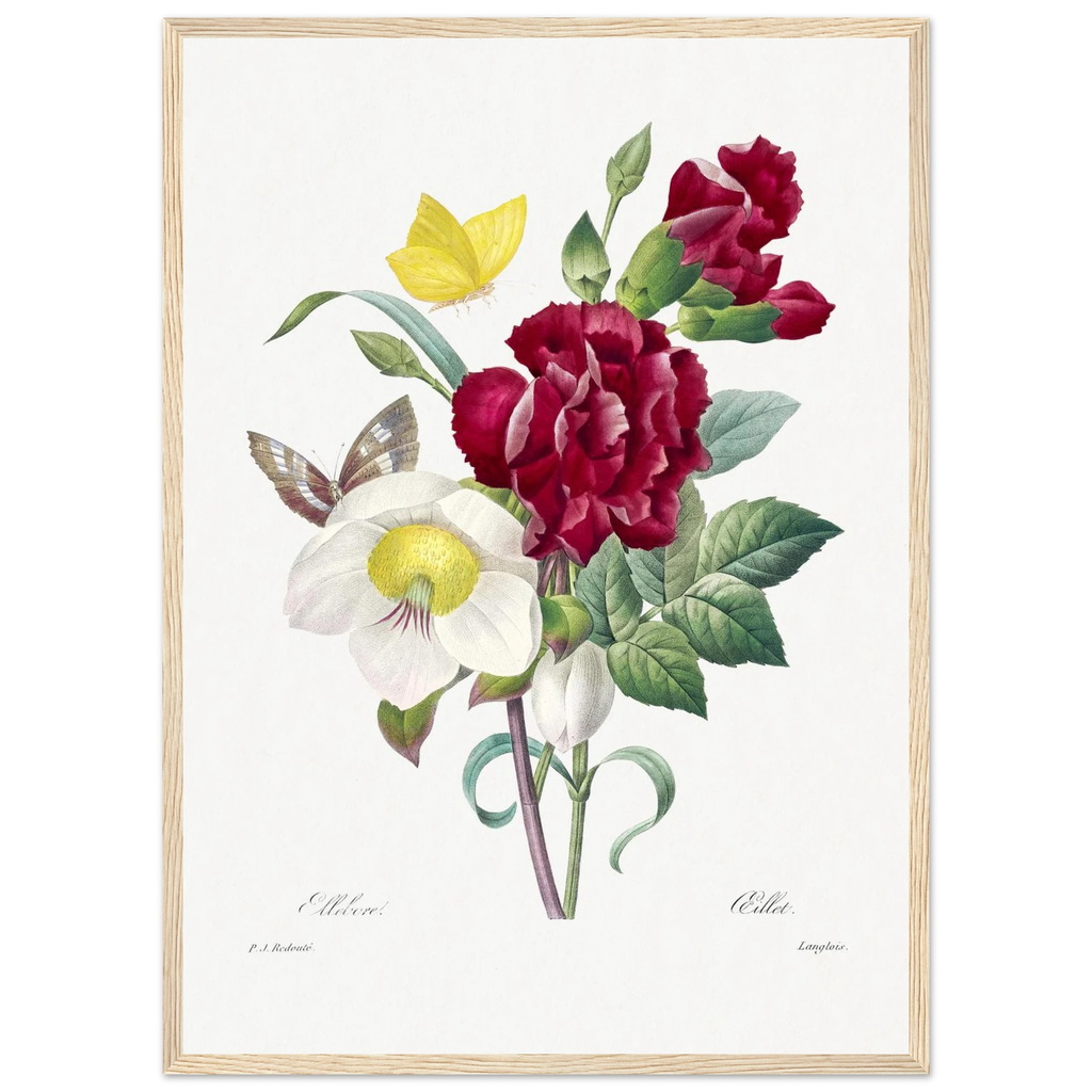 Planche botanique Ellébore et œillet — Pierre-Joseph Redouté, tirage cadre bois | INKONAL