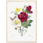 Planche botanique Ellébore et œillet — Pierre-Joseph Redouté, tirage cadre bois | INKONAL