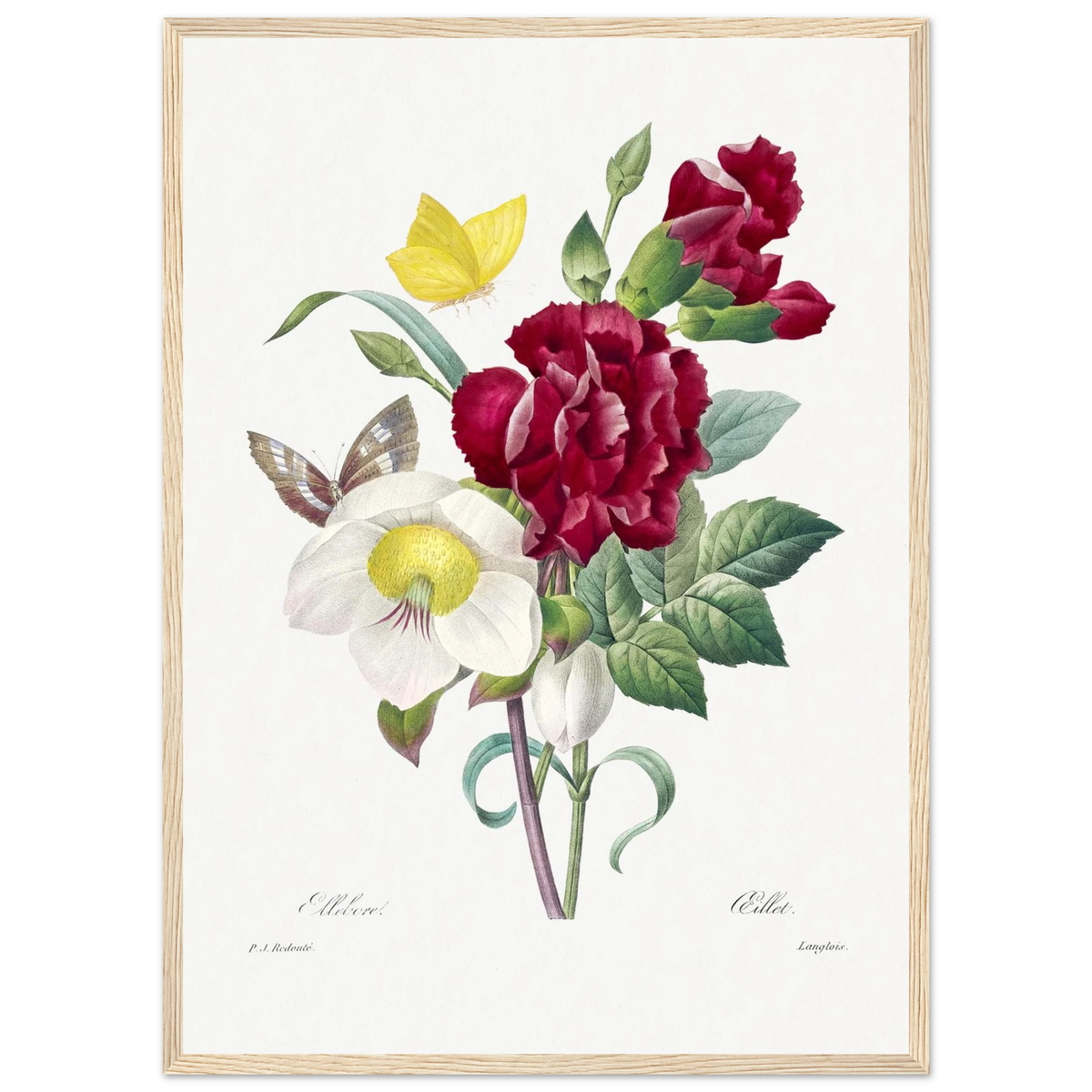 Planche botanique Ellébore et œillet — Pierre-Joseph Redouté, tirage cadre bois | INKONAL