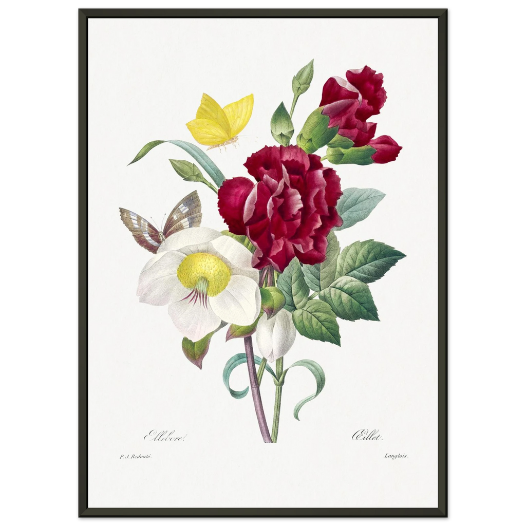 Planche botanique Ellébore et œillet — Pierre-Joseph Redouté, tirage cadre noir | INKONAL