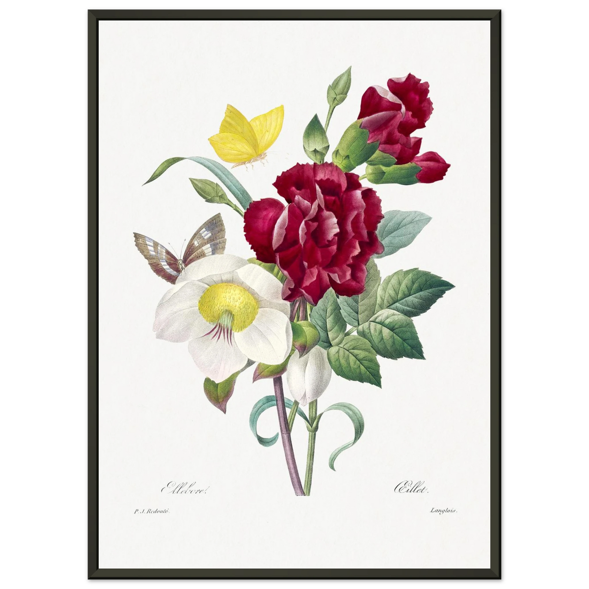 Planche botanique Ellébore et œillet — Pierre-Joseph Redouté, tirage cadre noir | INKONAL