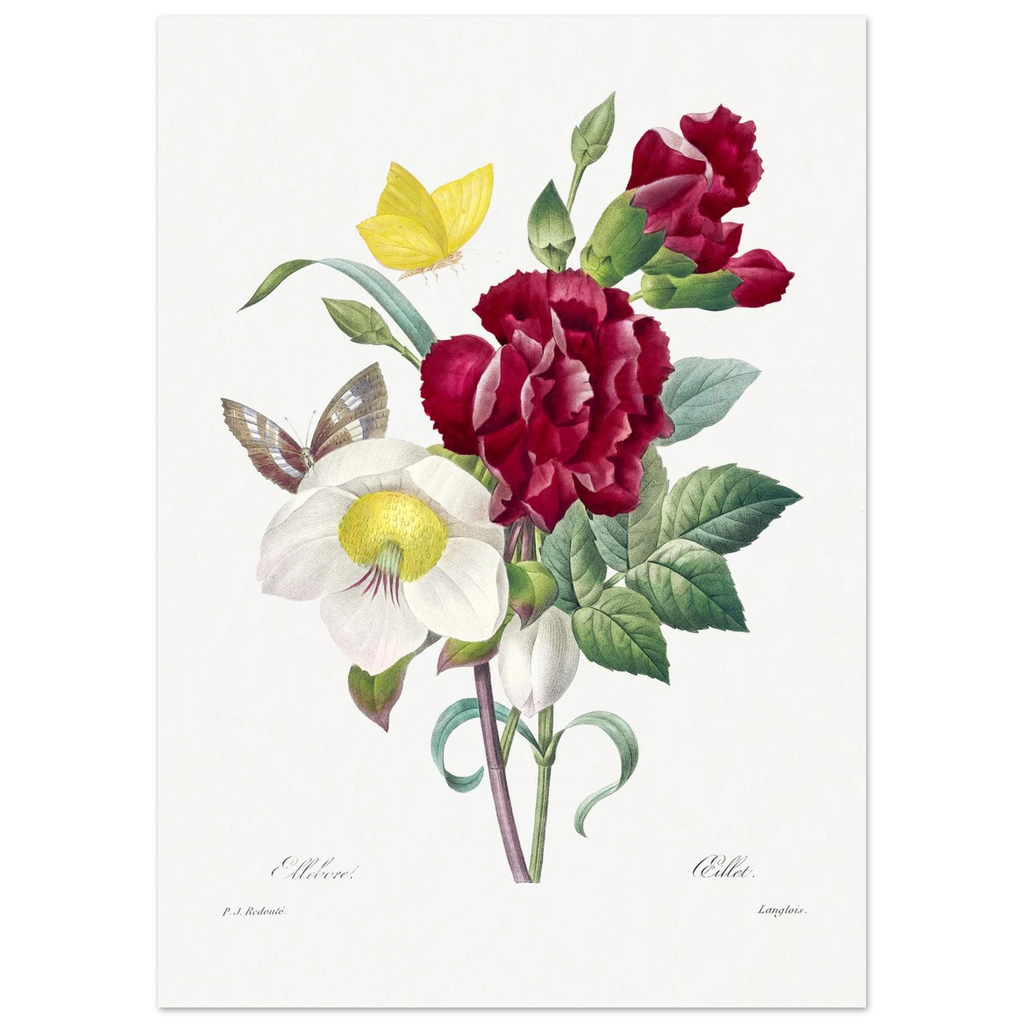 Planche botanique Ellébore et œillet — Pierre-Joseph Redouté, tirage sans cadre | INKONAL