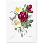 Planche botanique Ellébore et œillet — Pierre-Joseph Redouté, tirage sans cadre | INKONAL