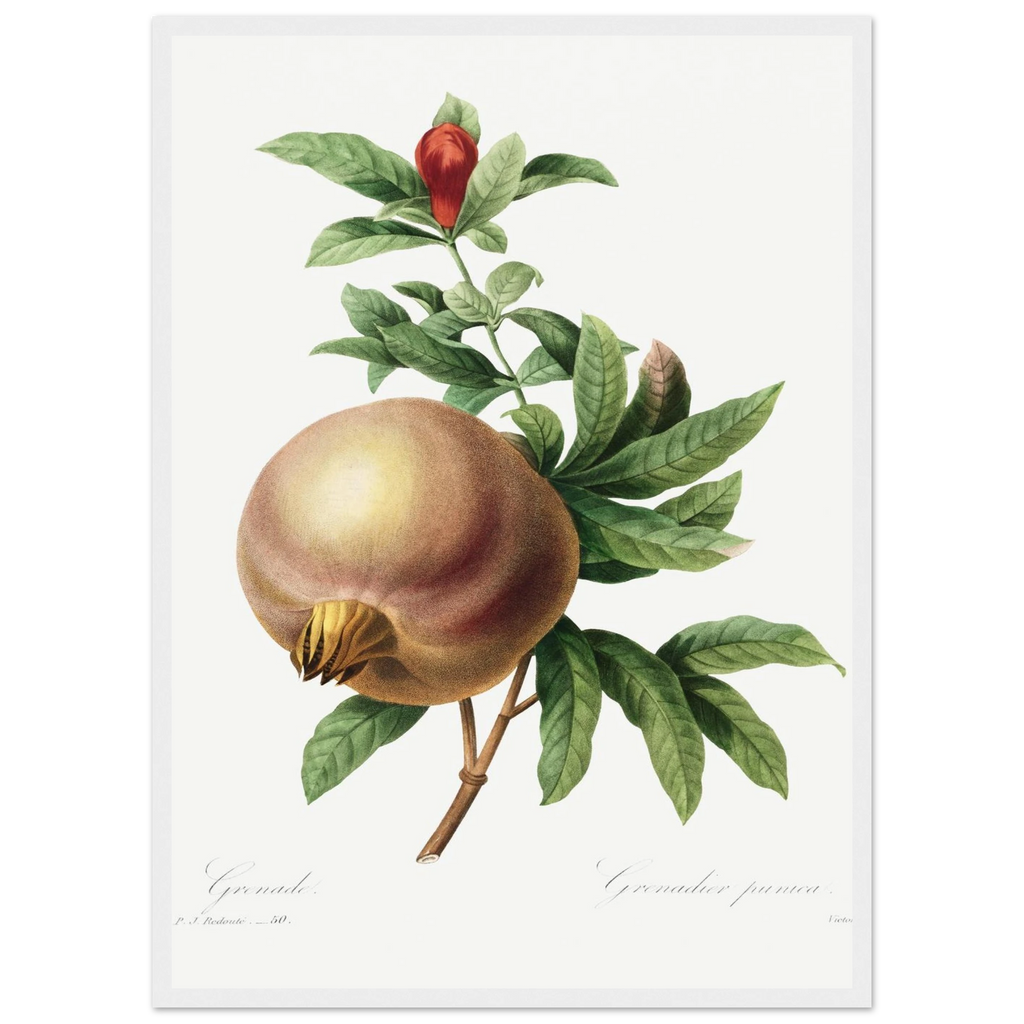 Planche botanique Grenade — Pierre-Joseph Redouté, tirage cadre blanc | INKONAL