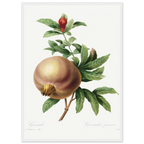 Planche botanique Grenade — Pierre-Joseph Redouté, tirage cadre blanc | INKONAL
