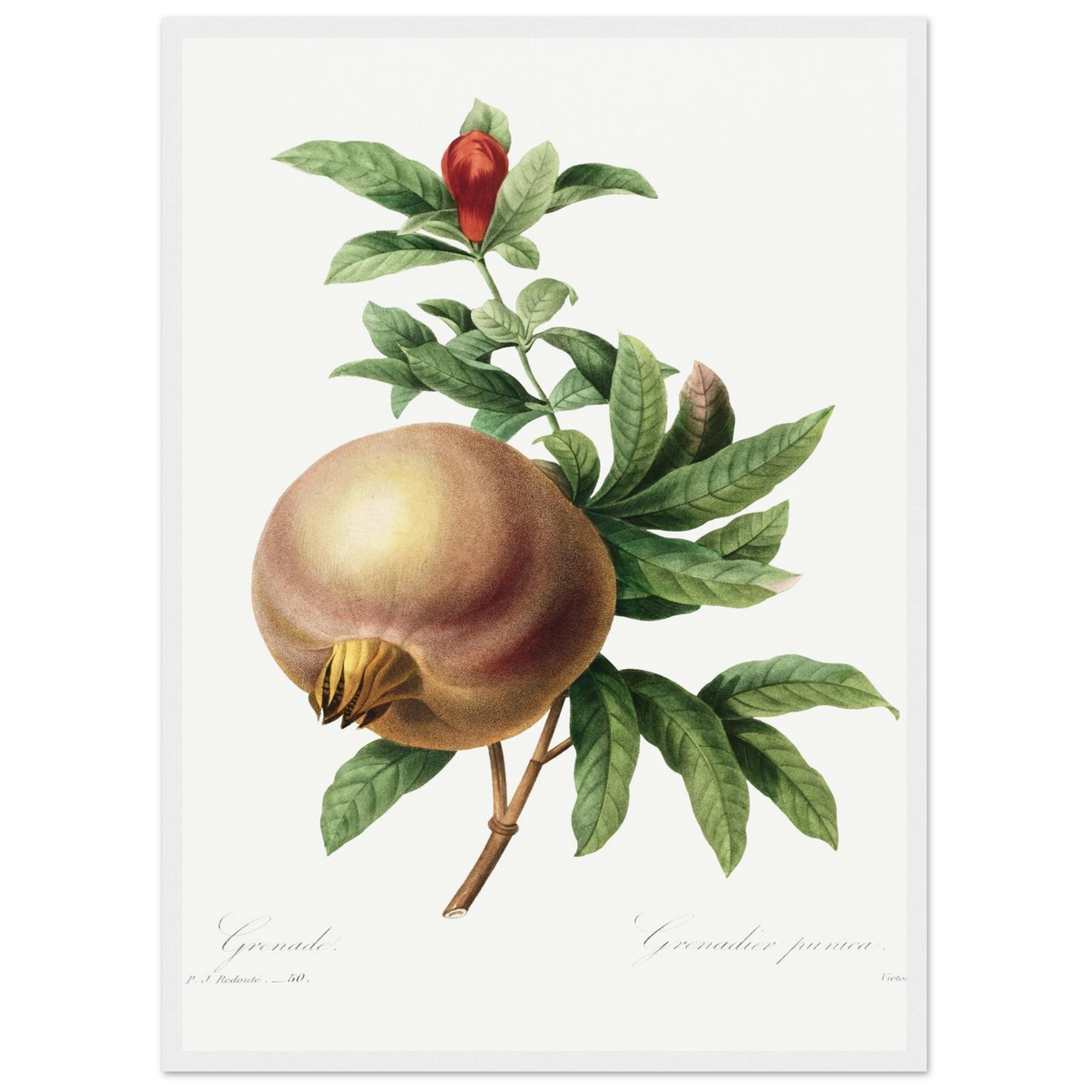 Planche botanique Grenade — Pierre-Joseph Redouté, tirage cadre blanc | INKONAL
