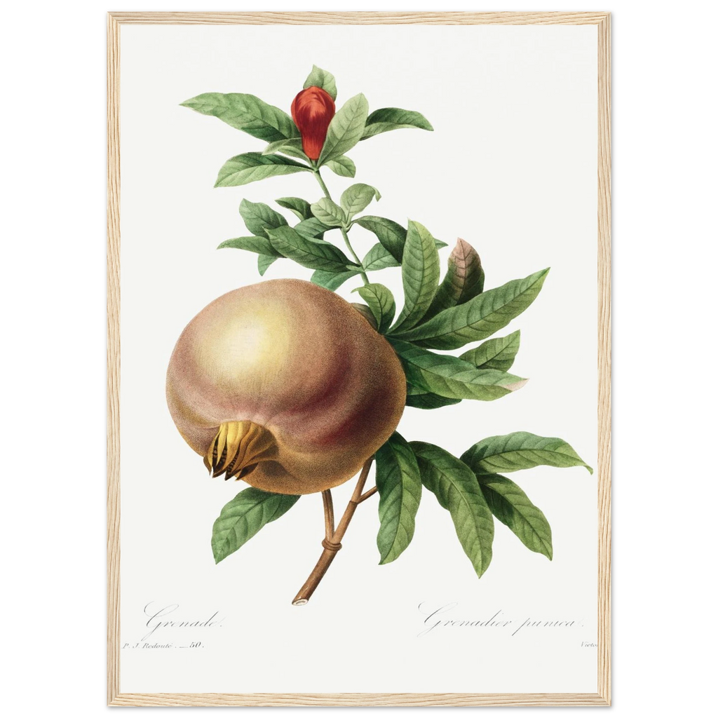 Planche botanique Grenade — Pierre-Joseph Redouté, tirage cadre bois | INKONAL