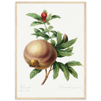Planche botanique Grenade — Pierre-Joseph Redouté, tirage cadre bois | INKONAL