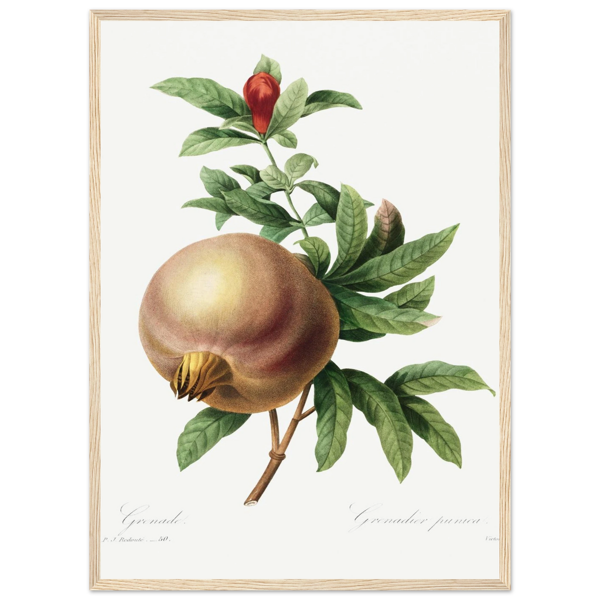 Planche botanique Grenade — Pierre-Joseph Redouté, tirage cadre bois | INKONAL