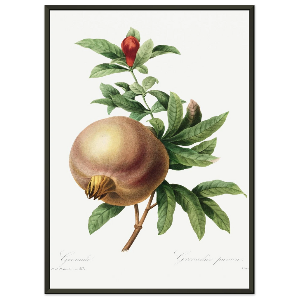 Planche botanique Grenade — Pierre-Joseph Redouté, tirage cadre noir | INKONAL