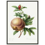 Planche botanique Grenade — Pierre-Joseph Redouté, tirage cadre noir | INKONAL