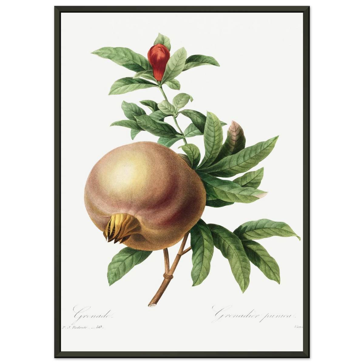 Planche botanique Grenade — Pierre-Joseph Redouté, tirage cadre noir | INKONAL