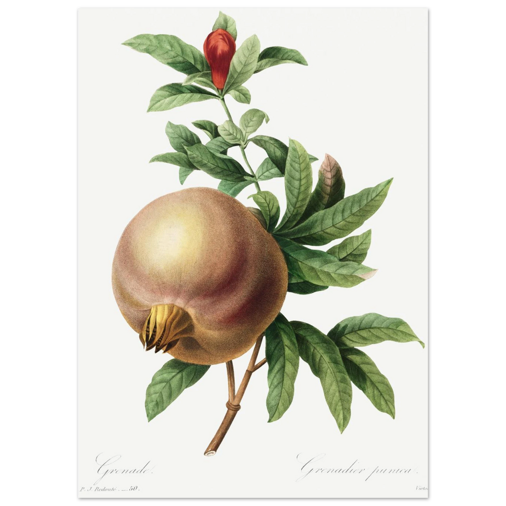 Planche botanique Grenade — Pierre-Joseph Redouté, tirage sans cadre | INKONAL
